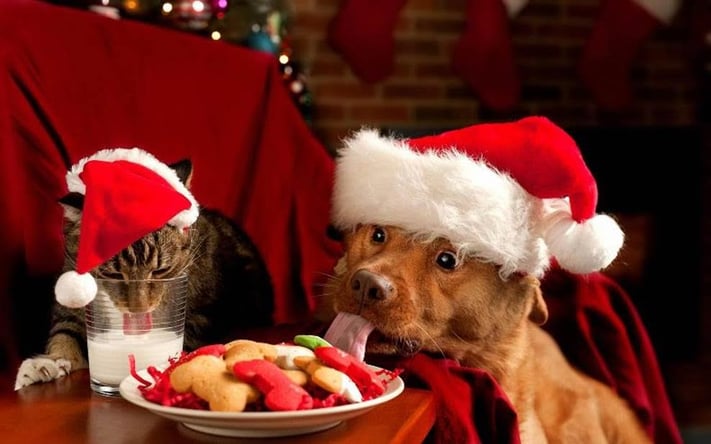 Happy Holidays from Koroll & Company 